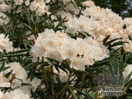 RHODODENDRON hyperythrum   